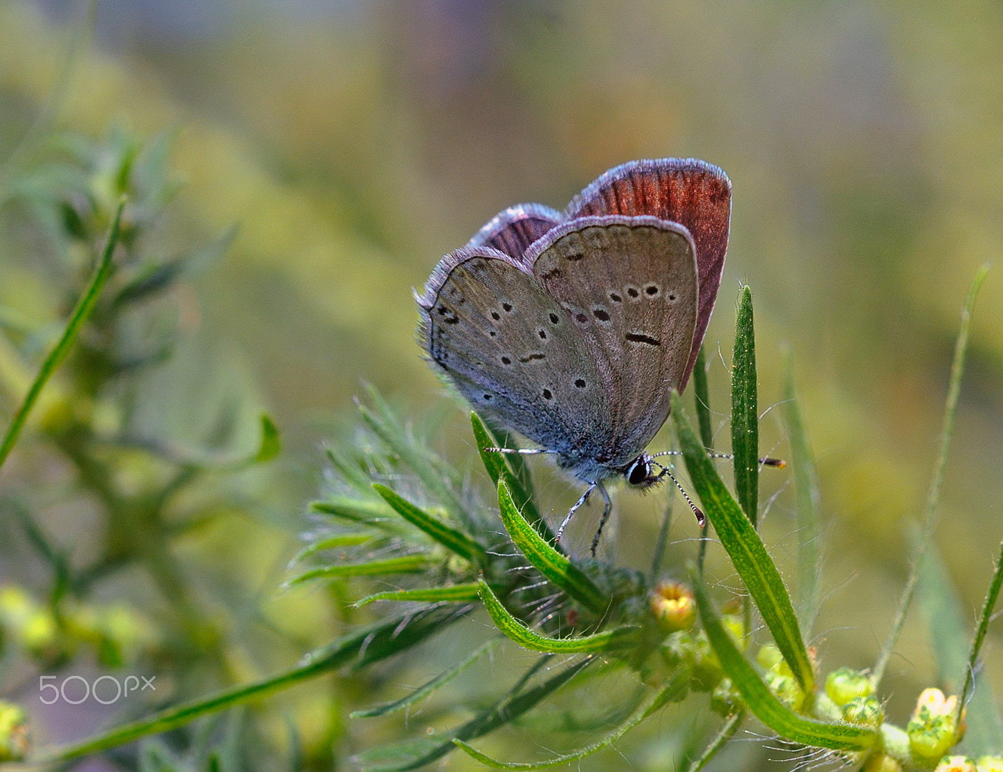 Nikon D300S + Nikon AF Micro-Nikkor 60mm F2.8D sample photo. }|{ photography