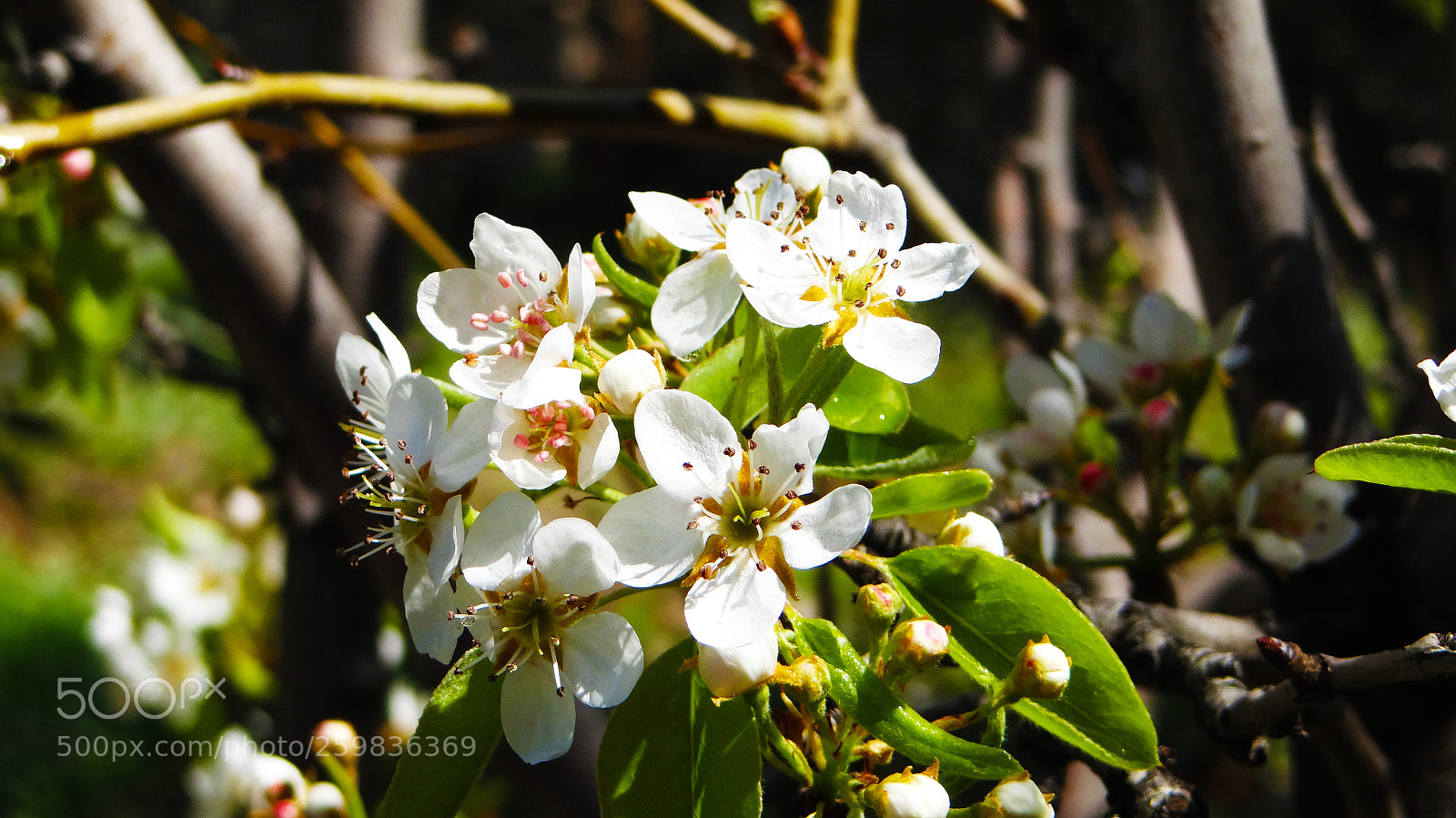 Sony DSC-HX200V sample photo. Spring in syria photography