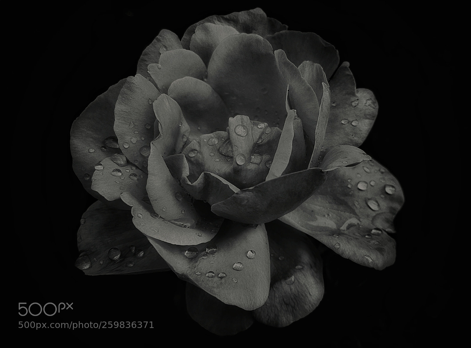 Samsung Galaxy S7 Edge sample photo. The darkest rose photography
