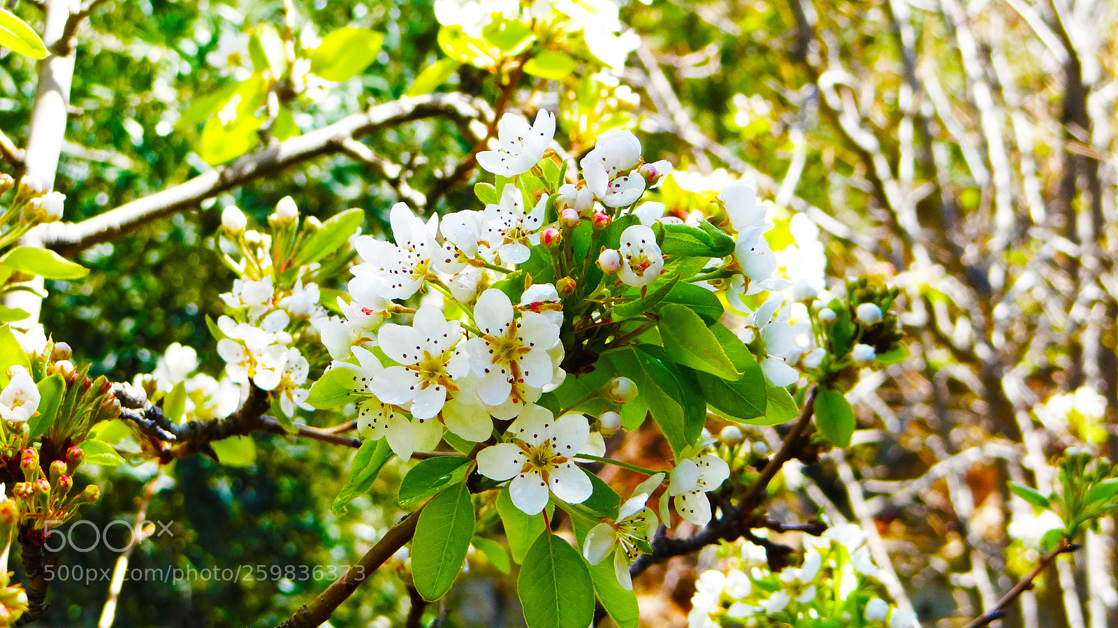 Sony DSC-HX200V sample photo. Spring in syria photography