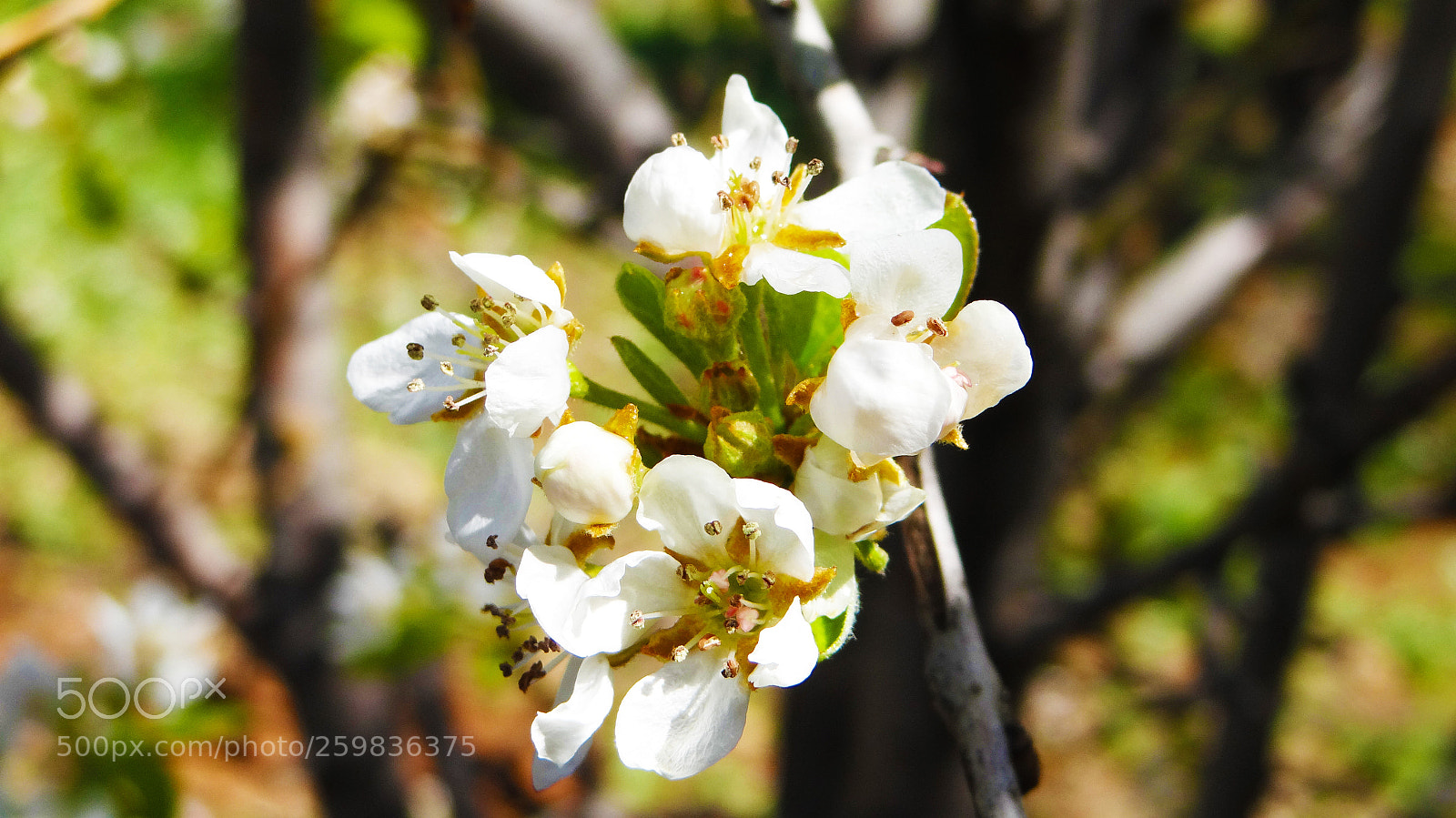 Sony DSC-HX200V sample photo. Spring in syria photography
