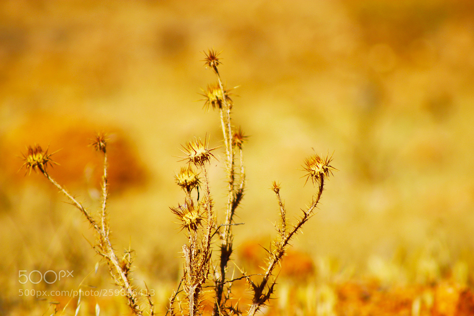 Canon EOS 700D (EOS Rebel T5i / EOS Kiss X7i) sample photo. Spring in syria photography
