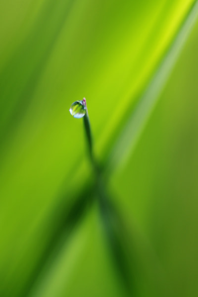 Tamron SP AF 90mm F2.8 Di Macro sample photo. A drop photography