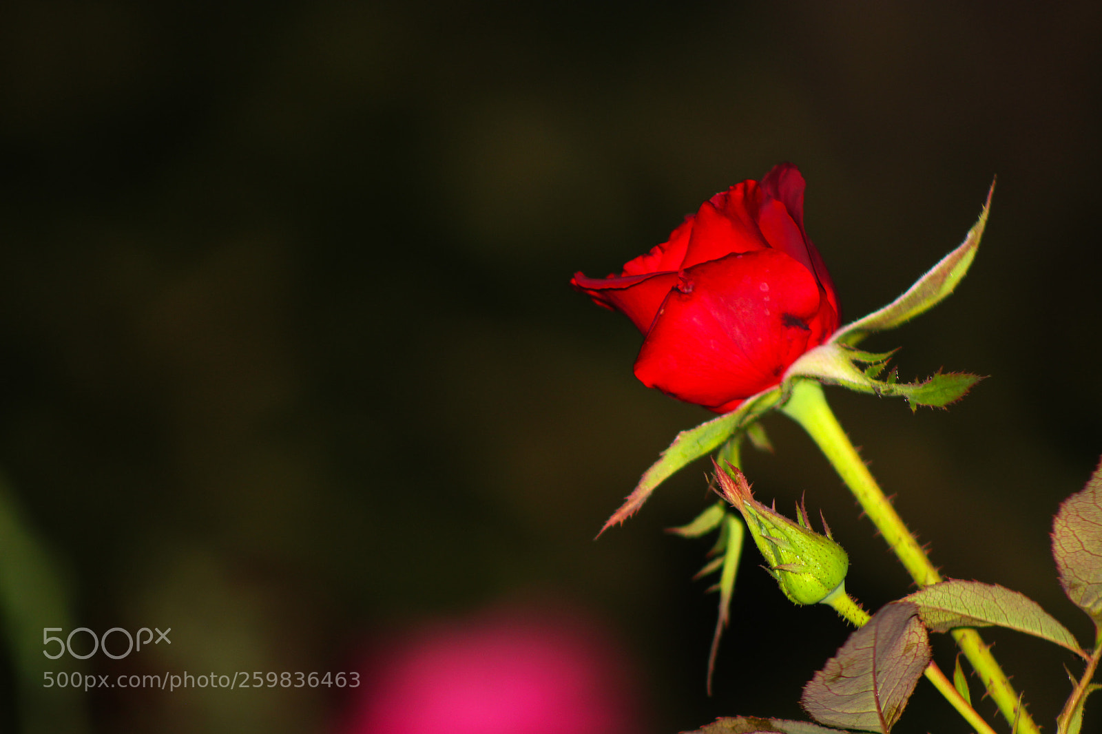 Canon EOS 700D (EOS Rebel T5i / EOS Kiss X7i) sample photo. Spring in syria photography