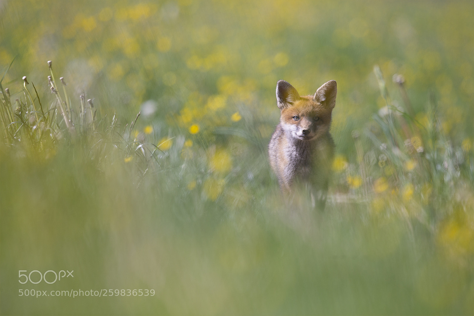 Canon EOS-1D X sample photo. Red fox photography