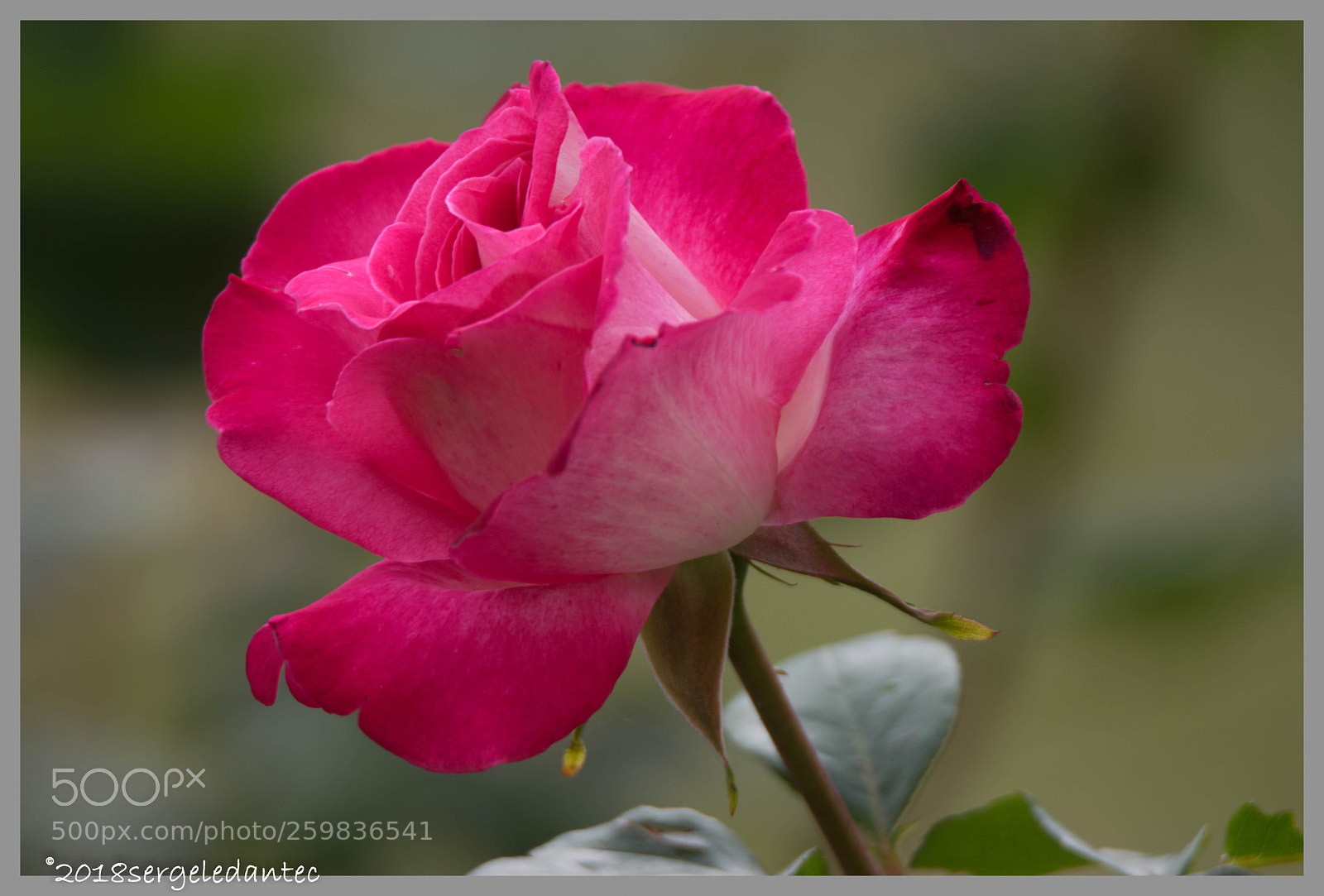 Nikon D5300 sample photo. Rose 2 photography