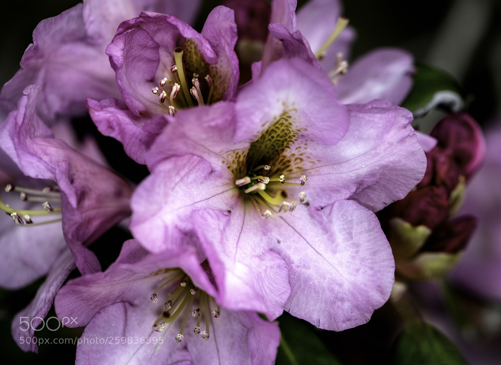 Canon EOS 5DS sample photo. Glowing pink photography