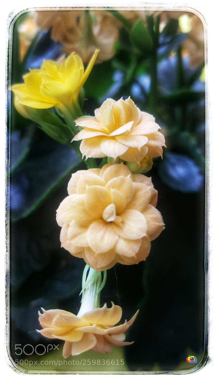 Samsung Galaxy S6 sample photo. Flower photography