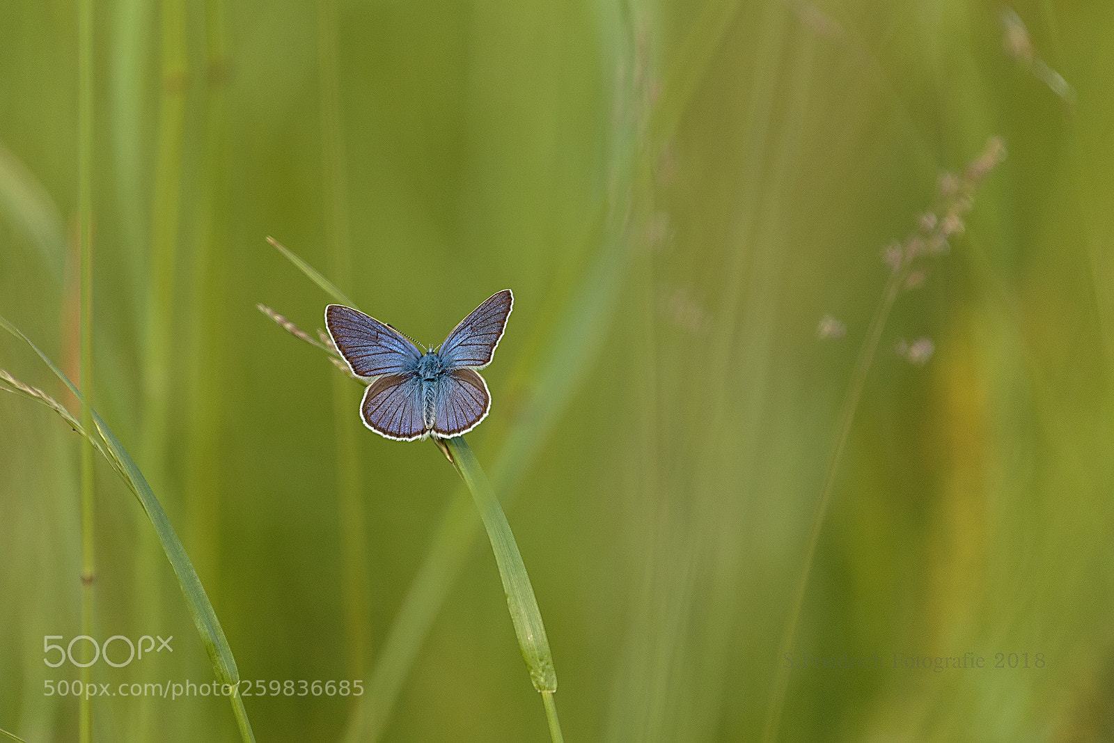 Canon EOS 6D sample photo. Blue photography