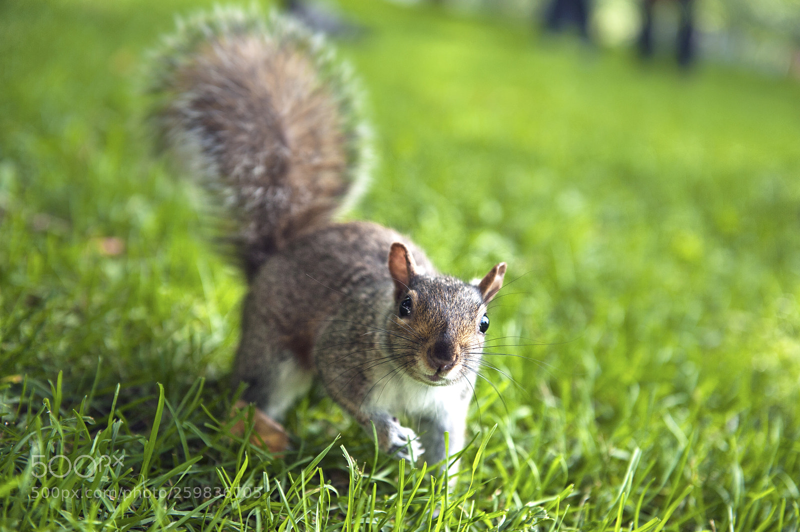 Nikon D700 sample photo. Cuty photography