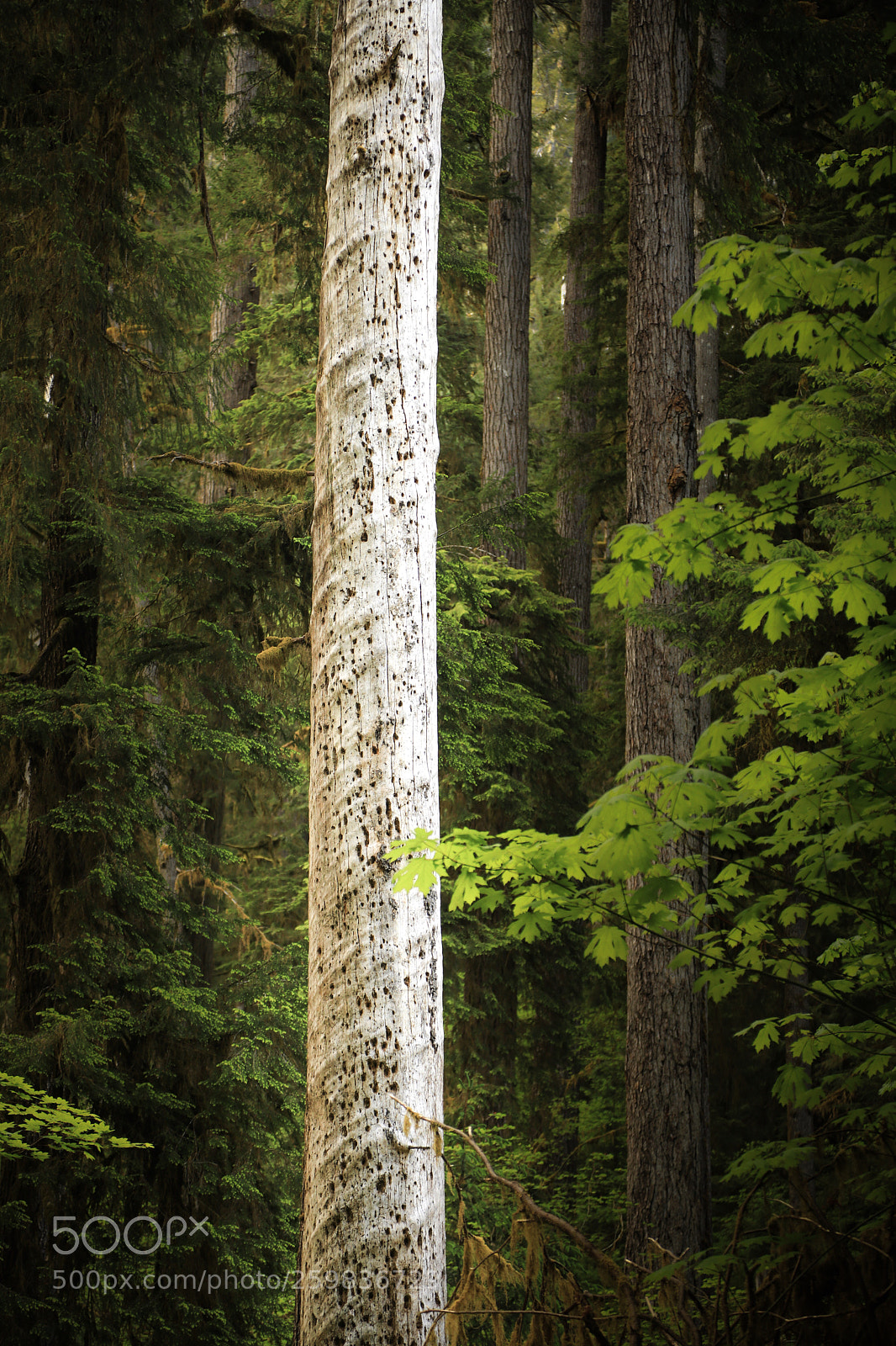 Canon EOS 5D Mark IV sample photo. White tree photography
