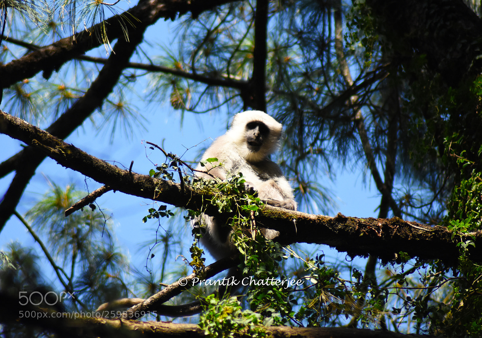 Nikon D7200 sample photo. Grey langur photography