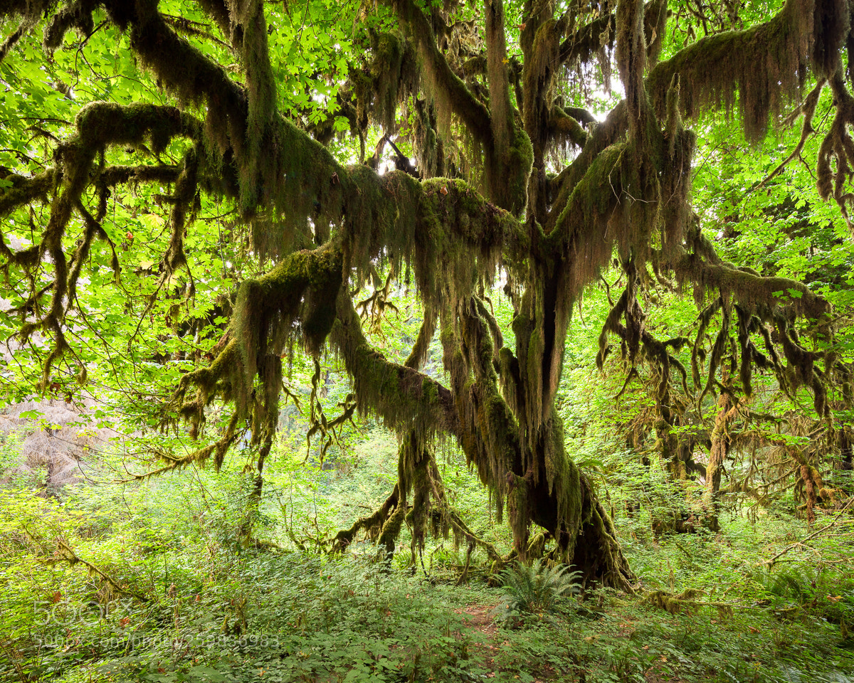 Canon EOS 5DS R sample photo. Olympic peninsula ii photography