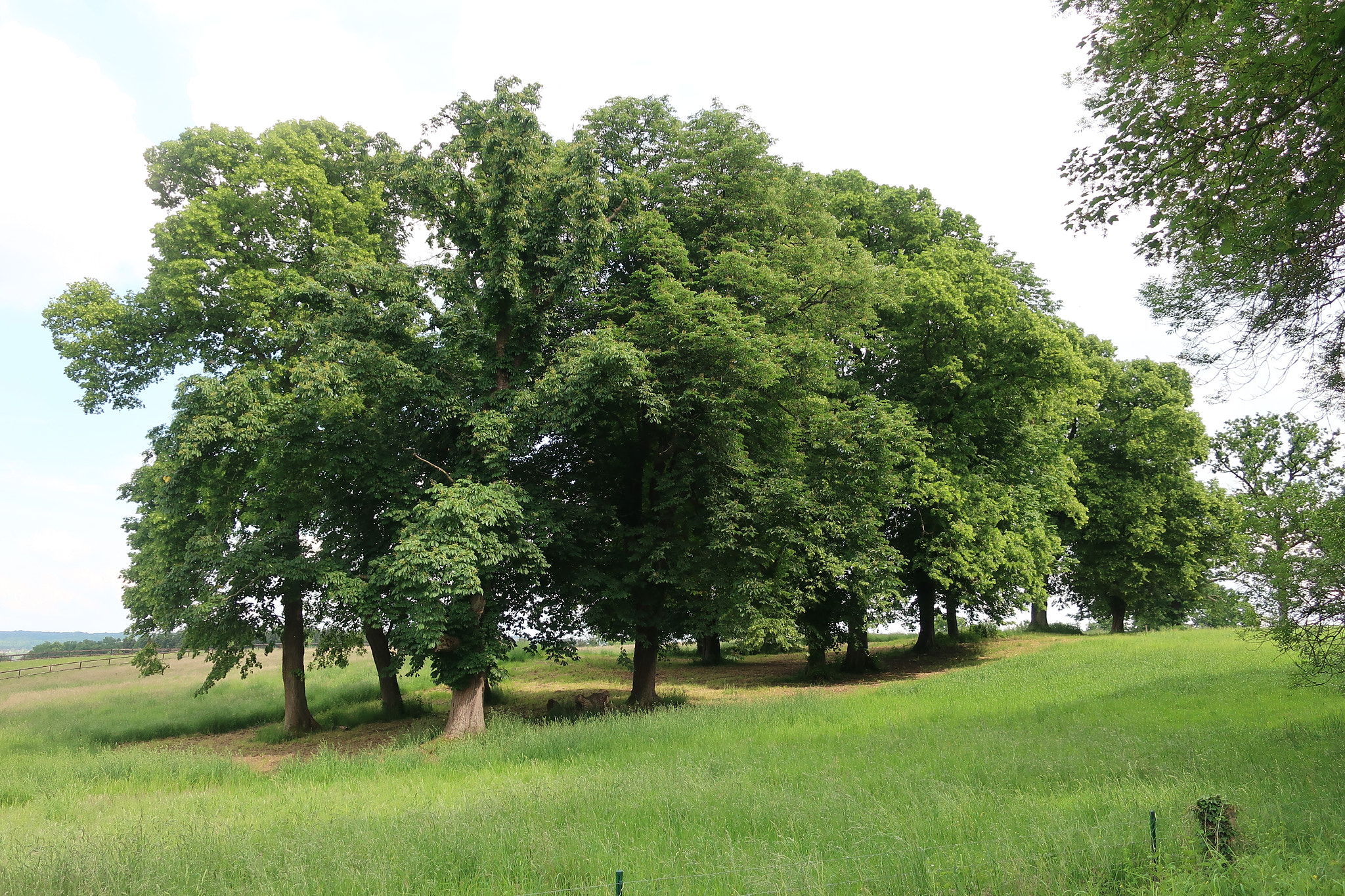 Canon PowerShot G9 X Mark II sample photo. Set of linden trees. photography
