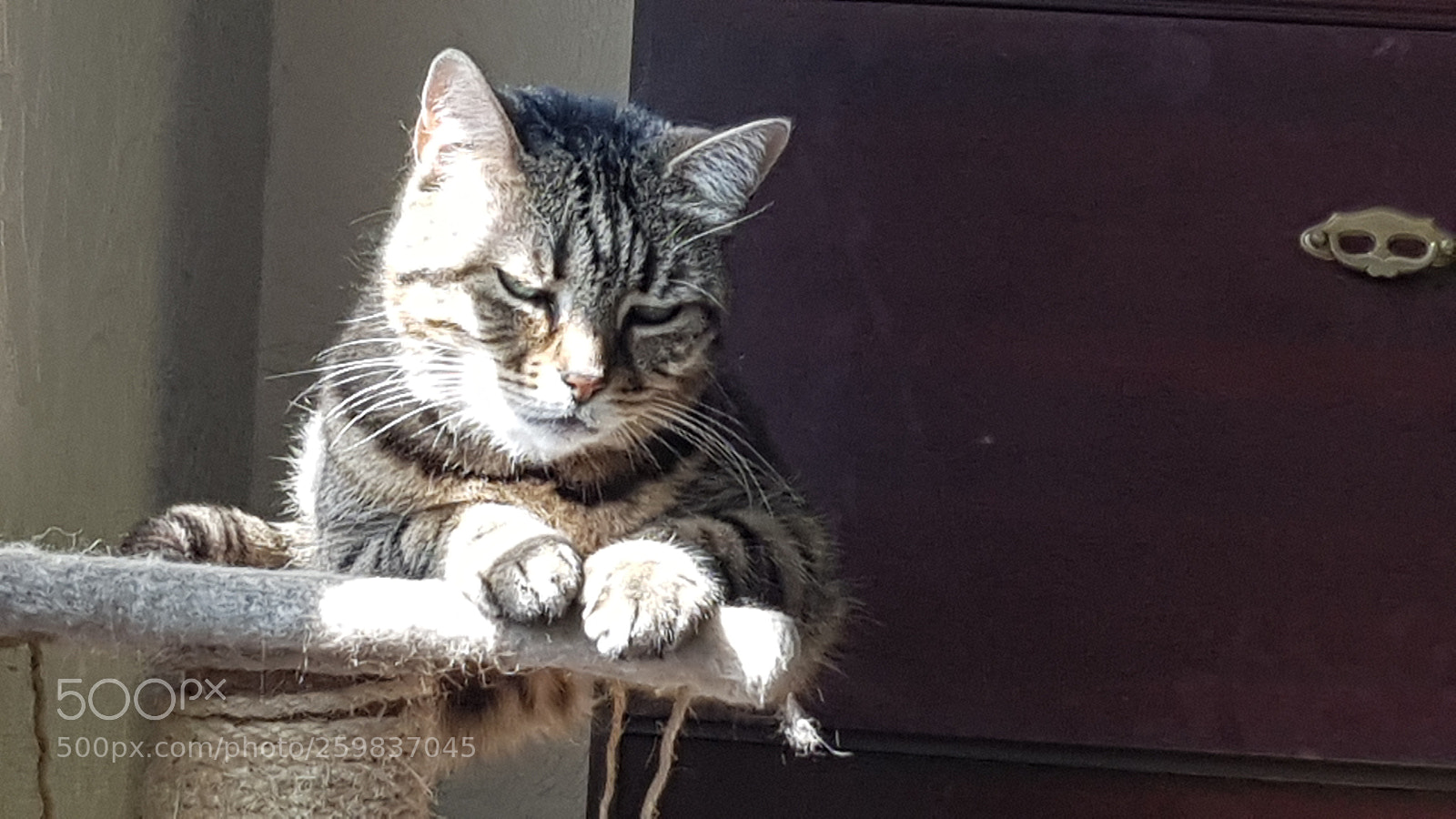 Samsung Galaxy S8+ sample photo. Katie photography