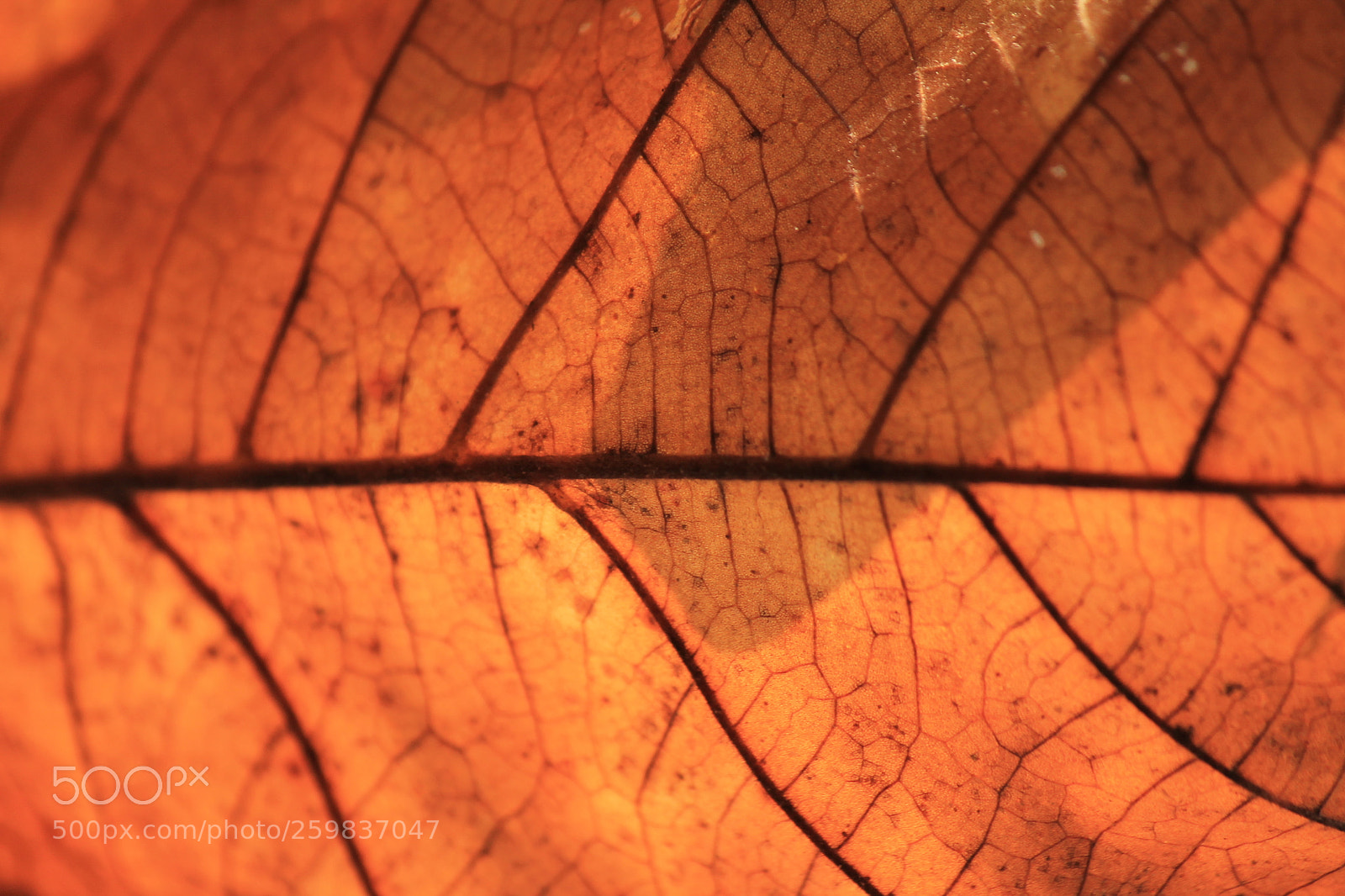 Canon EF-S 55-250mm F4-5.6 IS II sample photo. Leaf texture photography