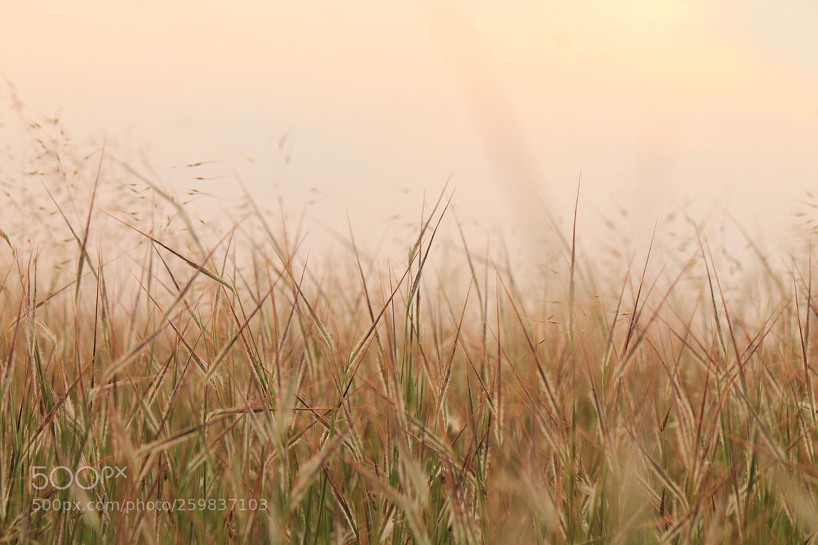 Canon EF-S 55-250mm F4-5.6 IS II sample photo. Grass photography