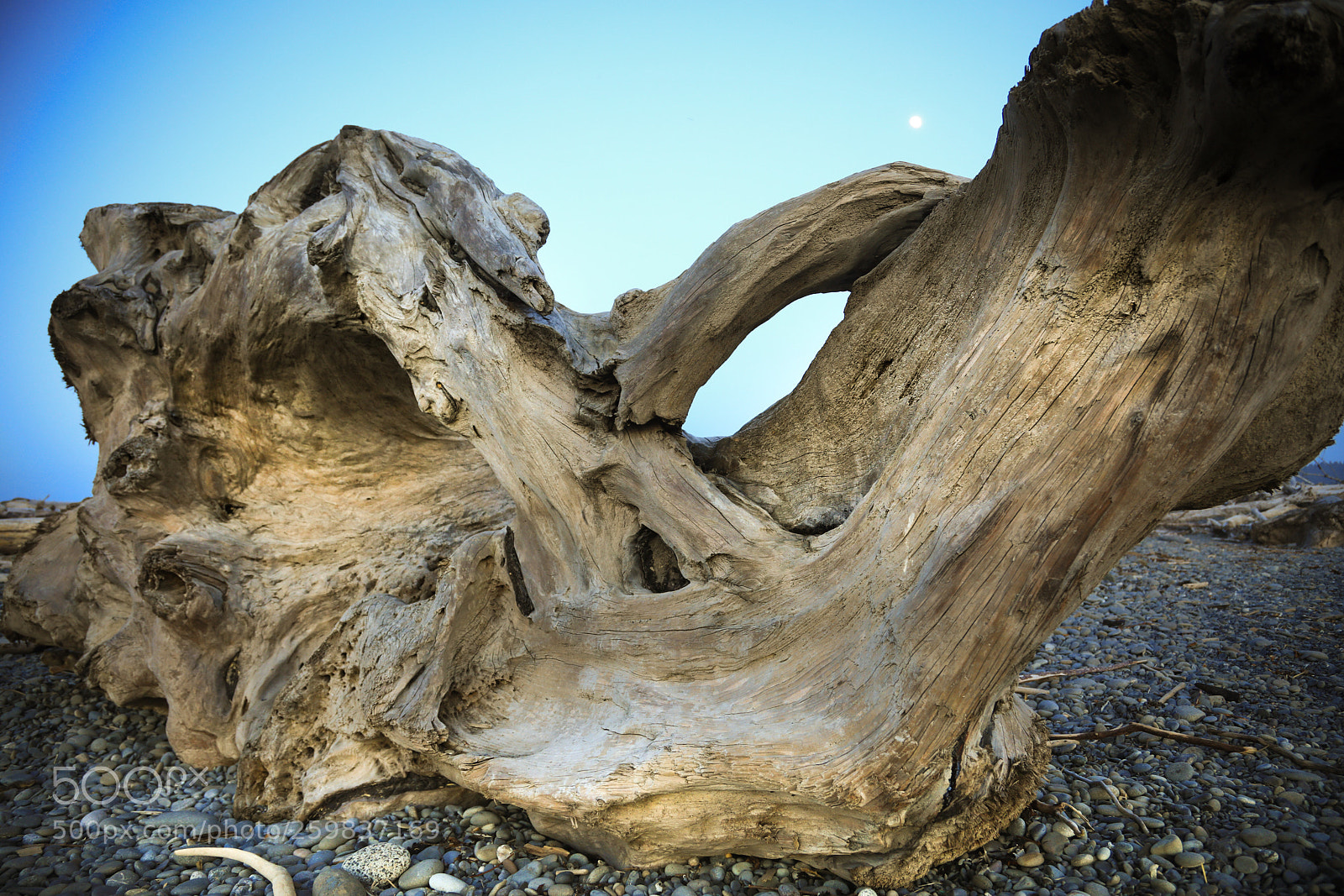 Canon EOS 5D Mark IV sample photo. Driftwood  photography