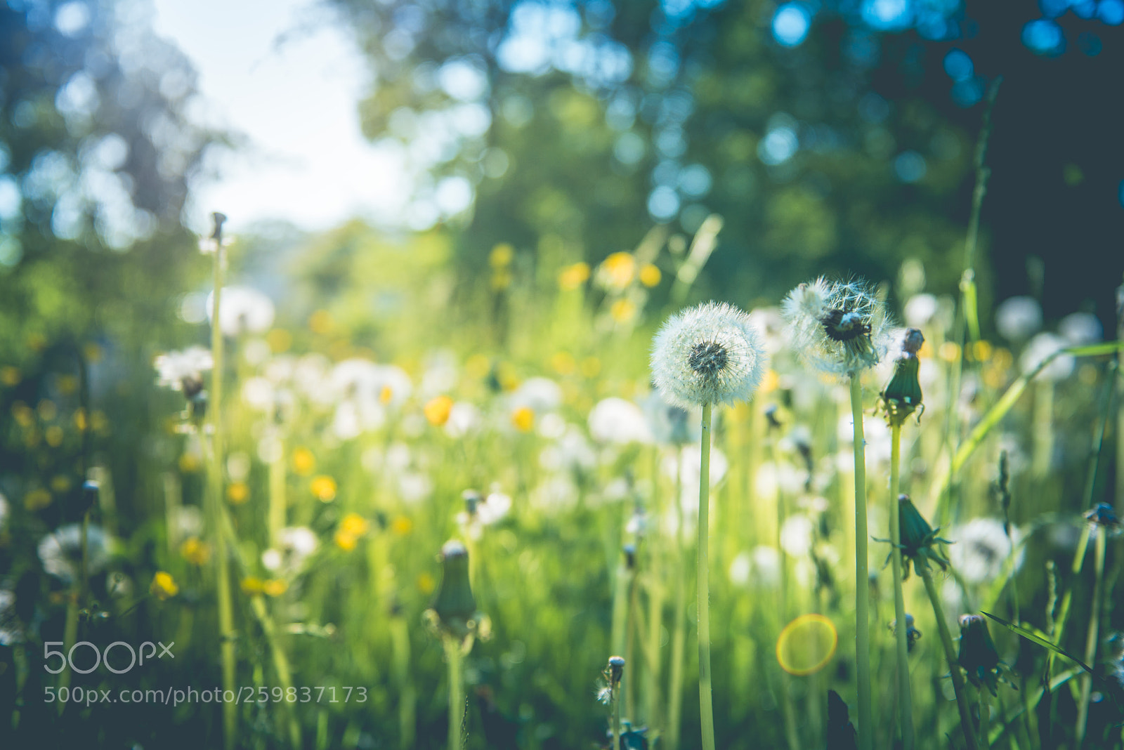 Nikon D610 sample photo. Untitled photography