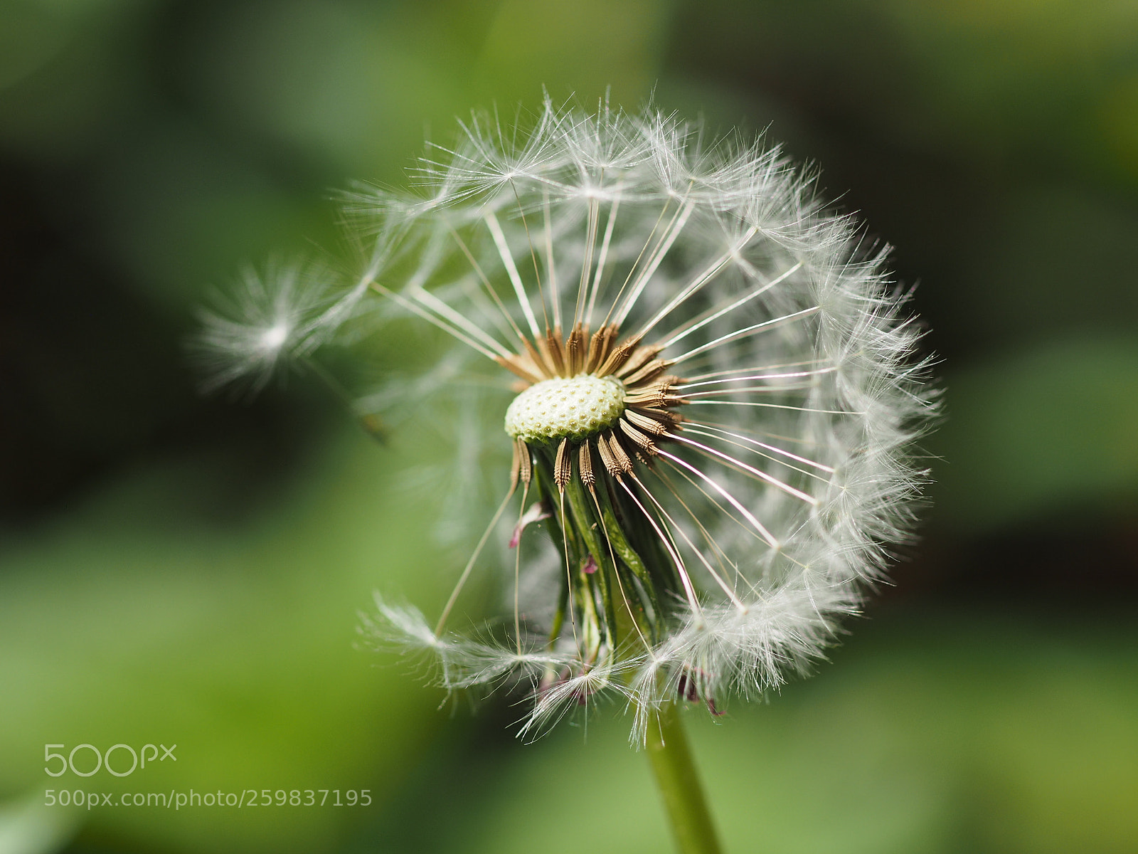 Olympus OM-D E-M1 sample photo. Dandelion seed-head photography
