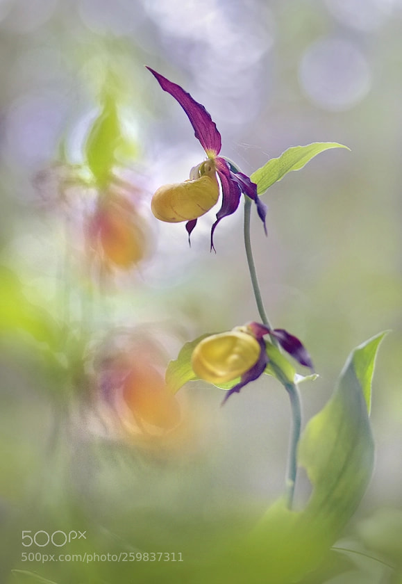 Nikon D7200 sample photo. Lady's slipper photography