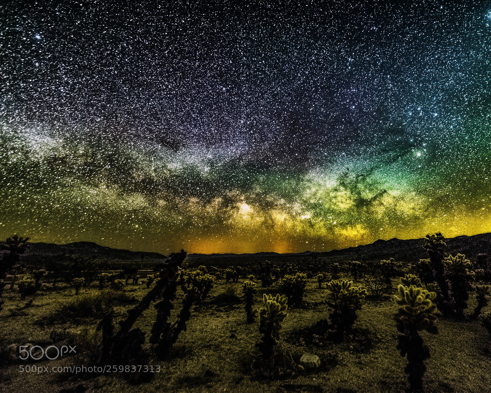 Nikon D750 sample photo. Night at cholla cactus photography