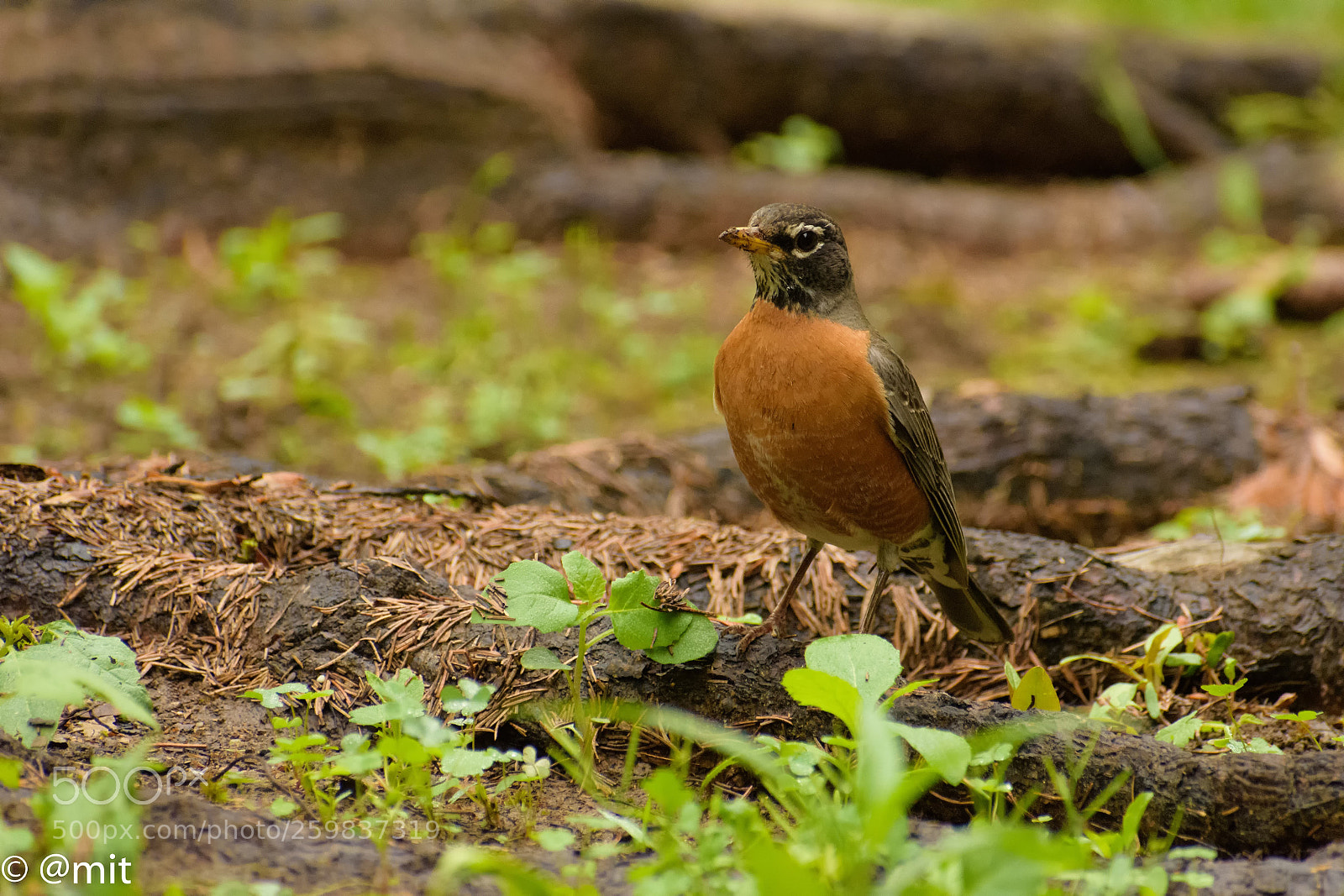Nikon D7200 sample photo. Robin photography