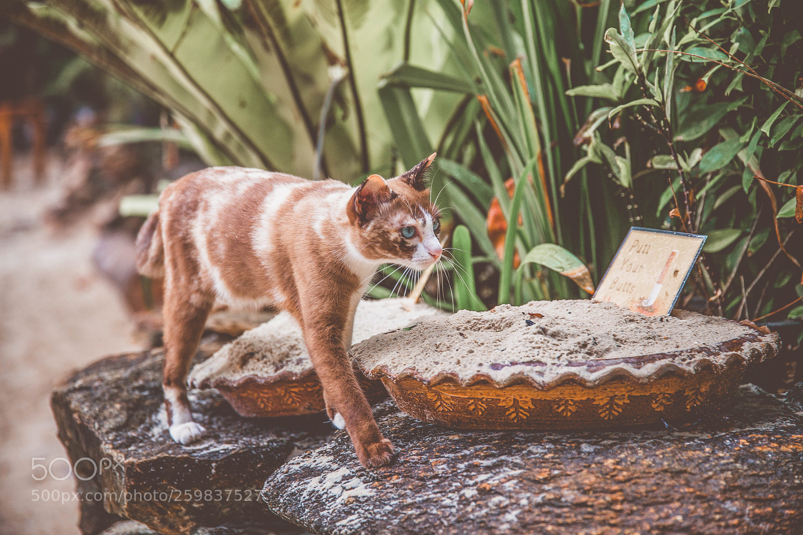 Canon EOS 6D sample photo. Blue eyed kitty photography