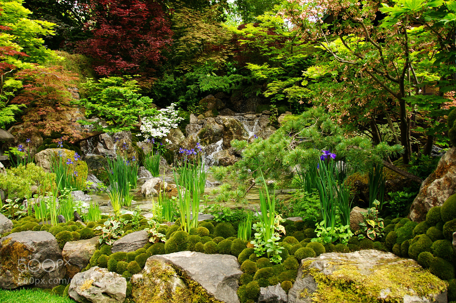 Nikon D300S sample photo. Motenashi garden, chelsea flower photography