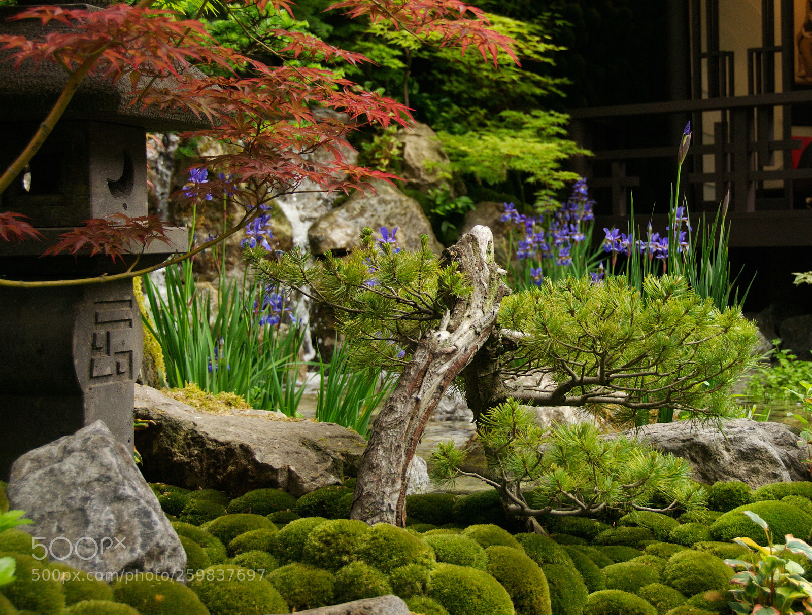Nikon D300S sample photo. Motenashi garden, chelsea flower photography