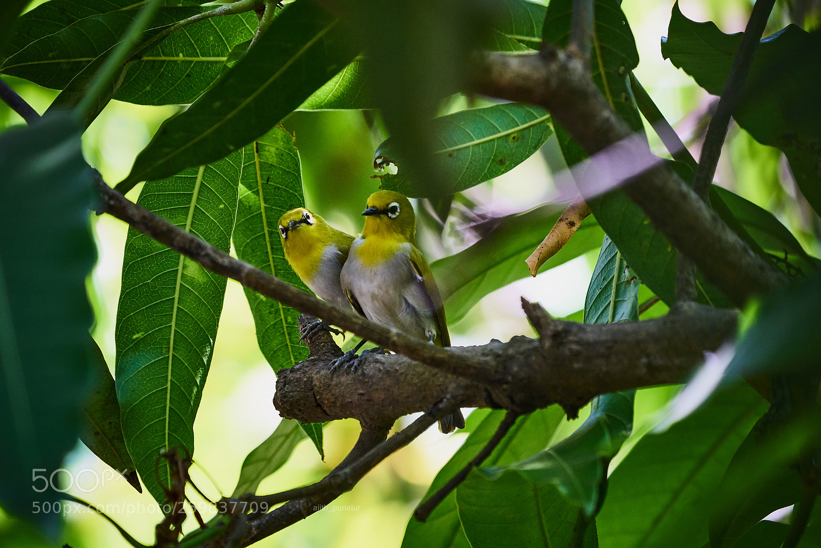 Sony a7R II sample photo. The oriental white eye photography