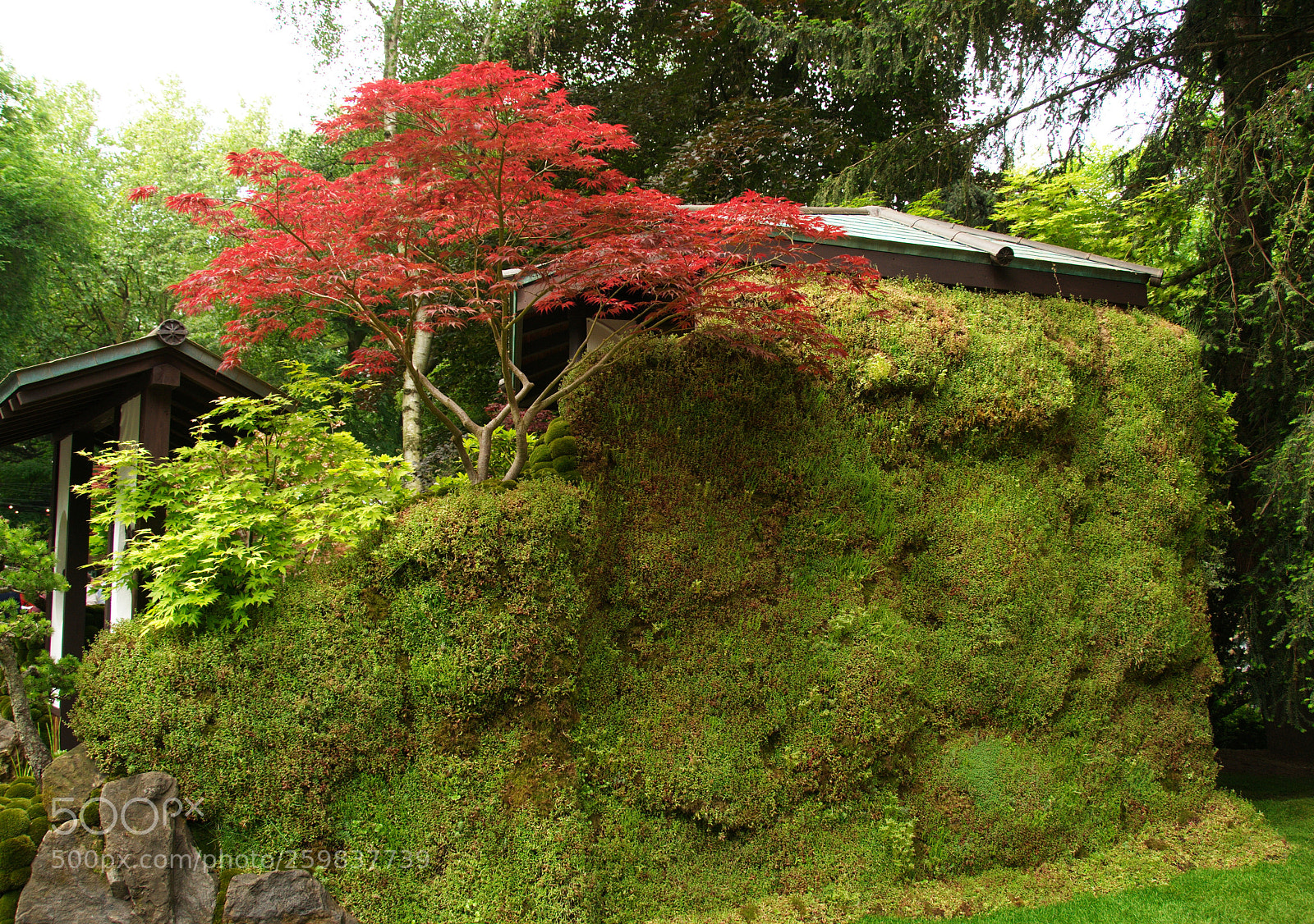 Nikon D300S sample photo. Motenashi garden, chelsea flower photography