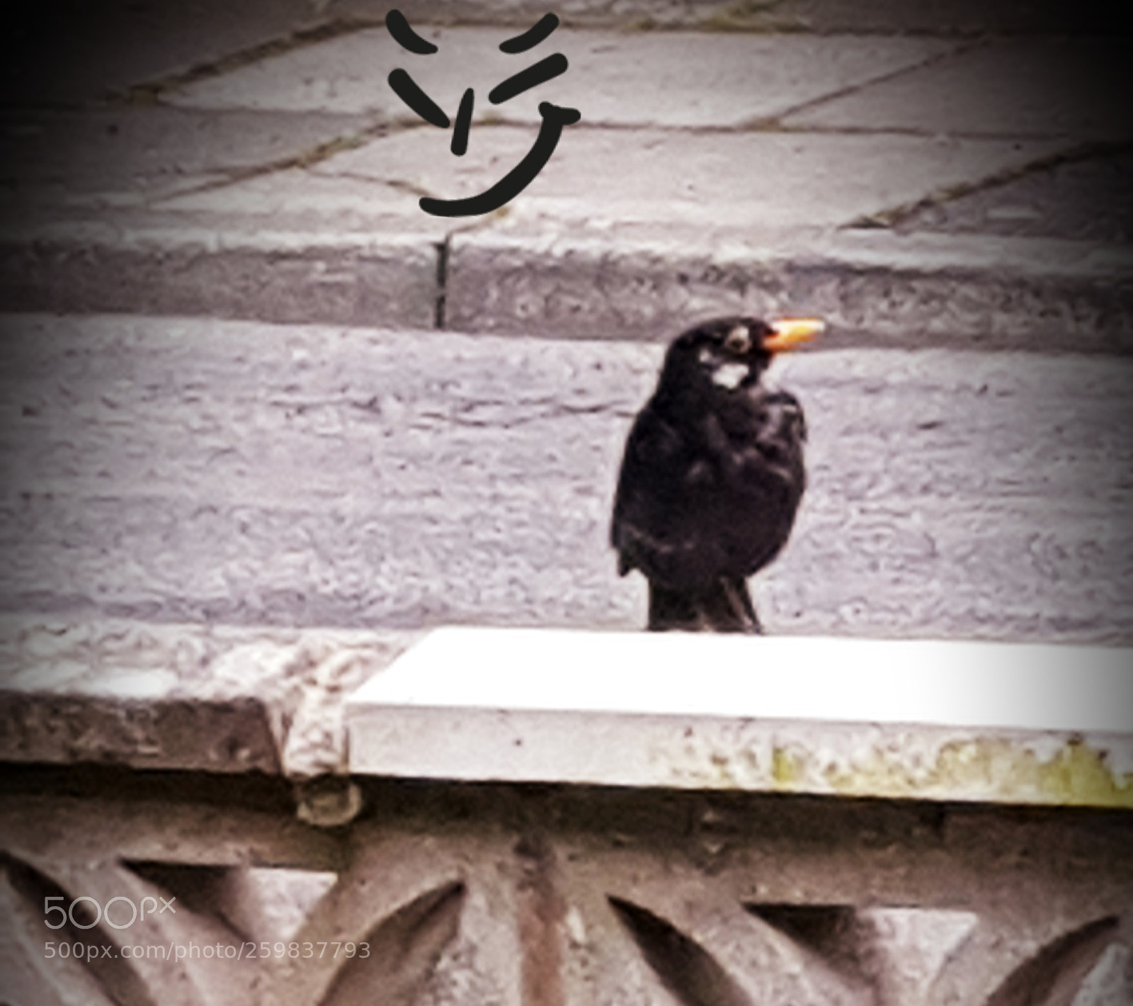 Samsung Galaxy S8+ sample photo. A bird the fethered photography