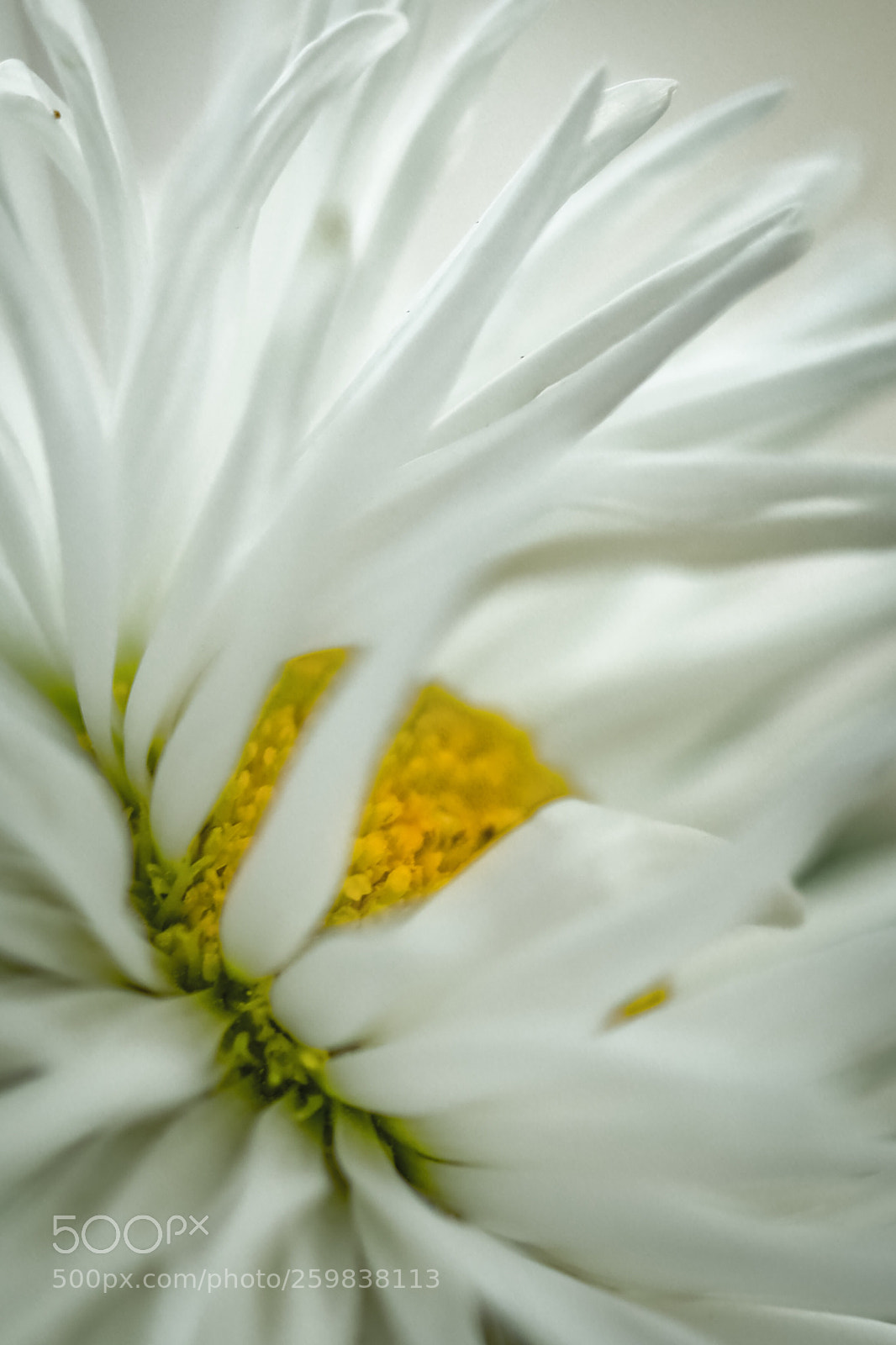 Canon EOS 5D Mark IV sample photo. Bees delight photography