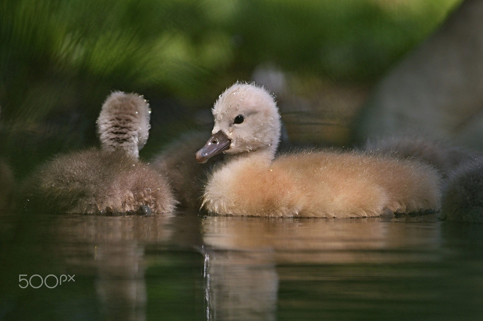 Nikon D750 + Nikon AF-S Nikkor 300mm F4D ED-IF sample photo. Cygnus olor photography