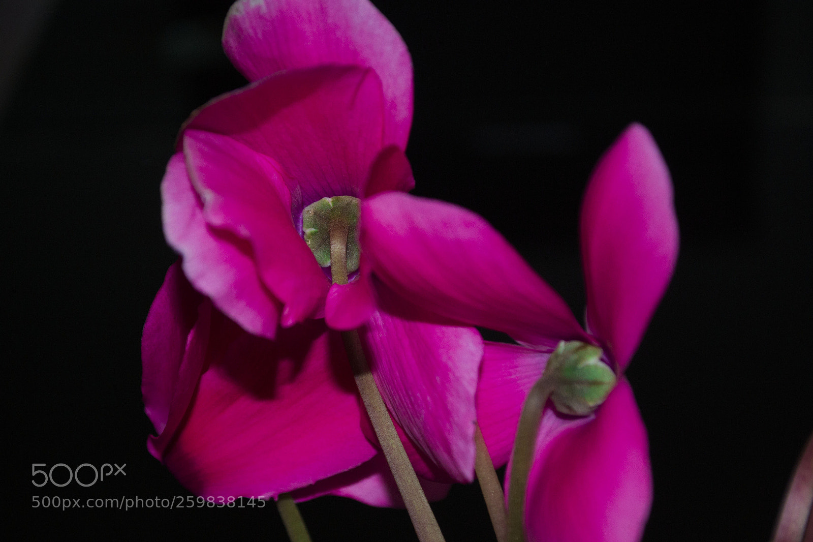 Nikon D3100 sample photo. Flowers photography
