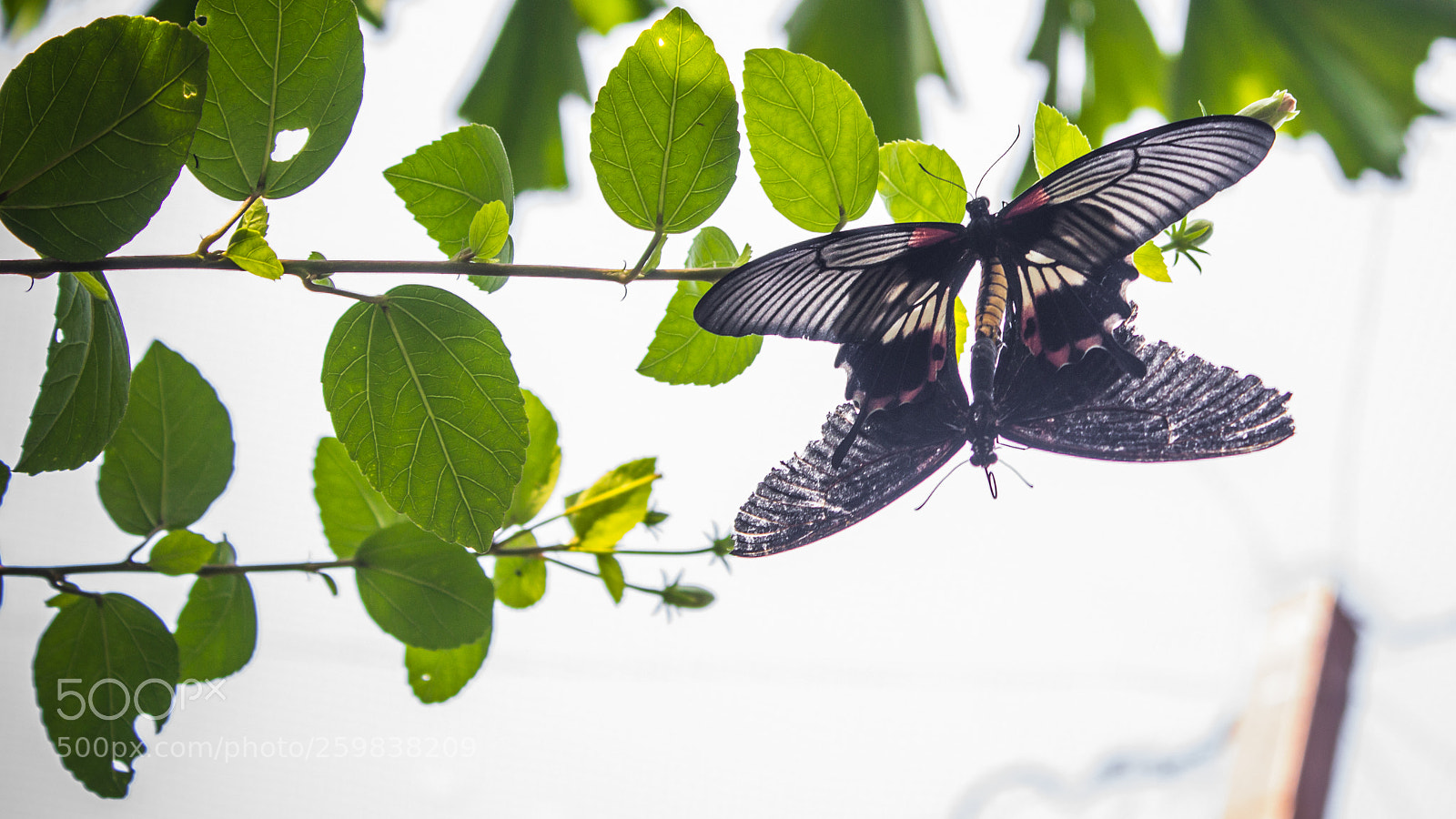 Canon EOS 600D (Rebel EOS T3i / EOS Kiss X5) sample photo. Mating season photography