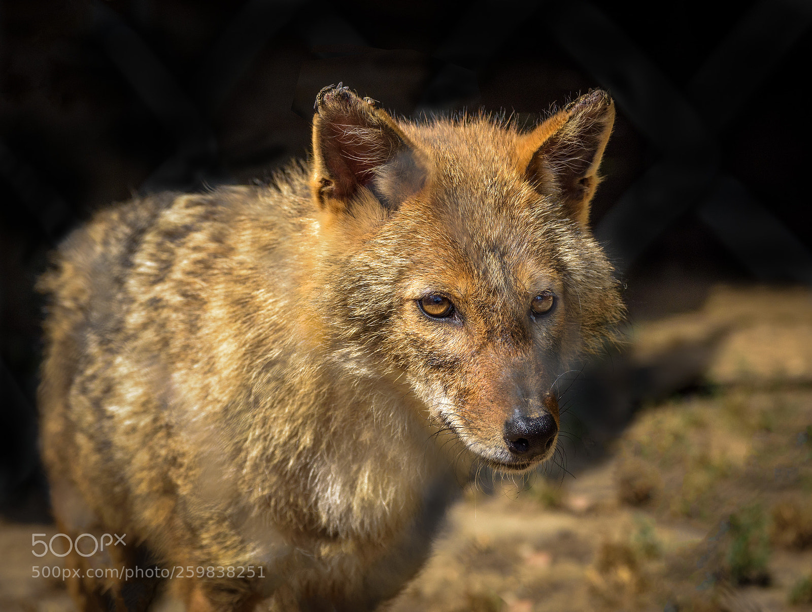 Nikon D7200 sample photo. Coyote photography