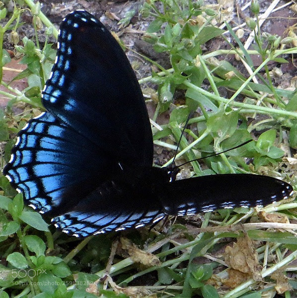 Canon PowerShot SX260 HS sample photo. Blue morpho photography