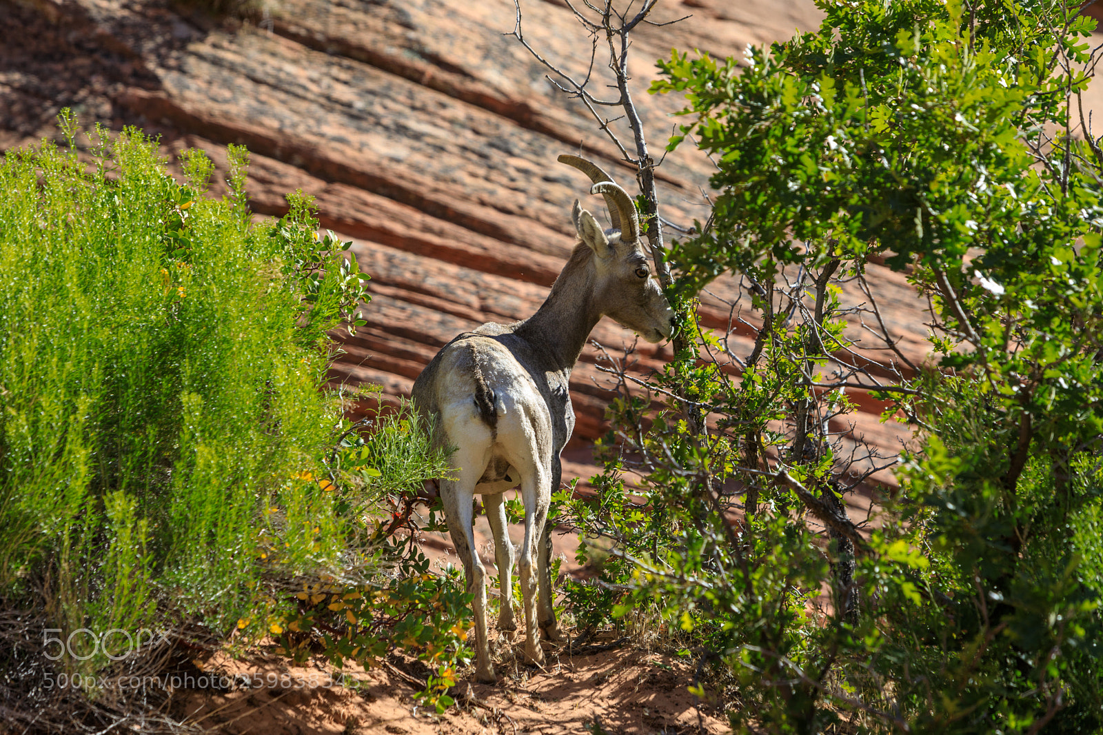 Canon EOS 5D Mark IV sample photo. Zion national park 0608 photography
