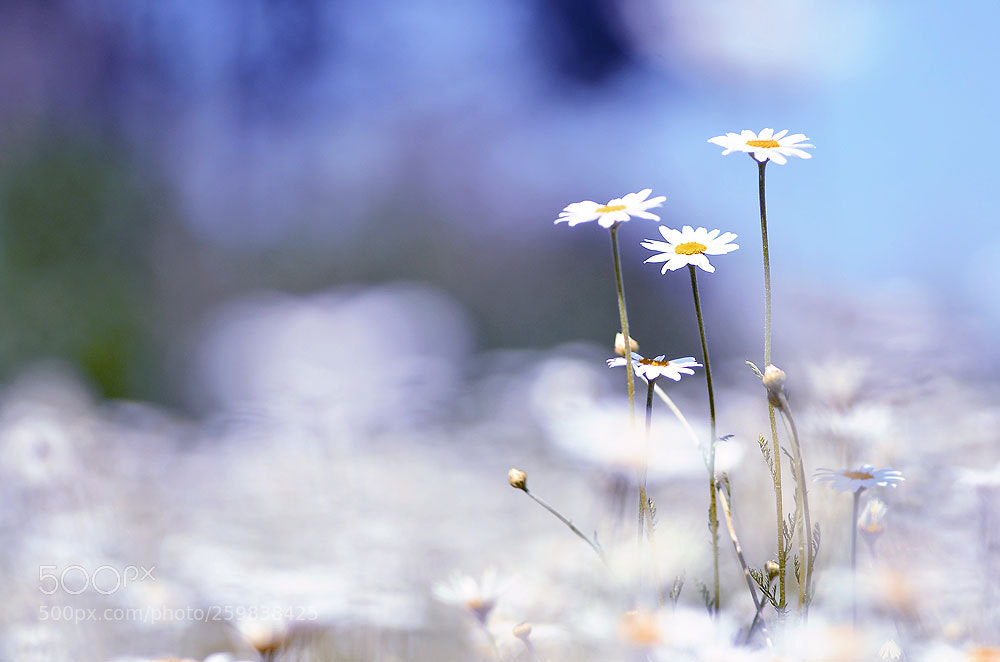 Nikon D7000 sample photo. Stokrotki photography
