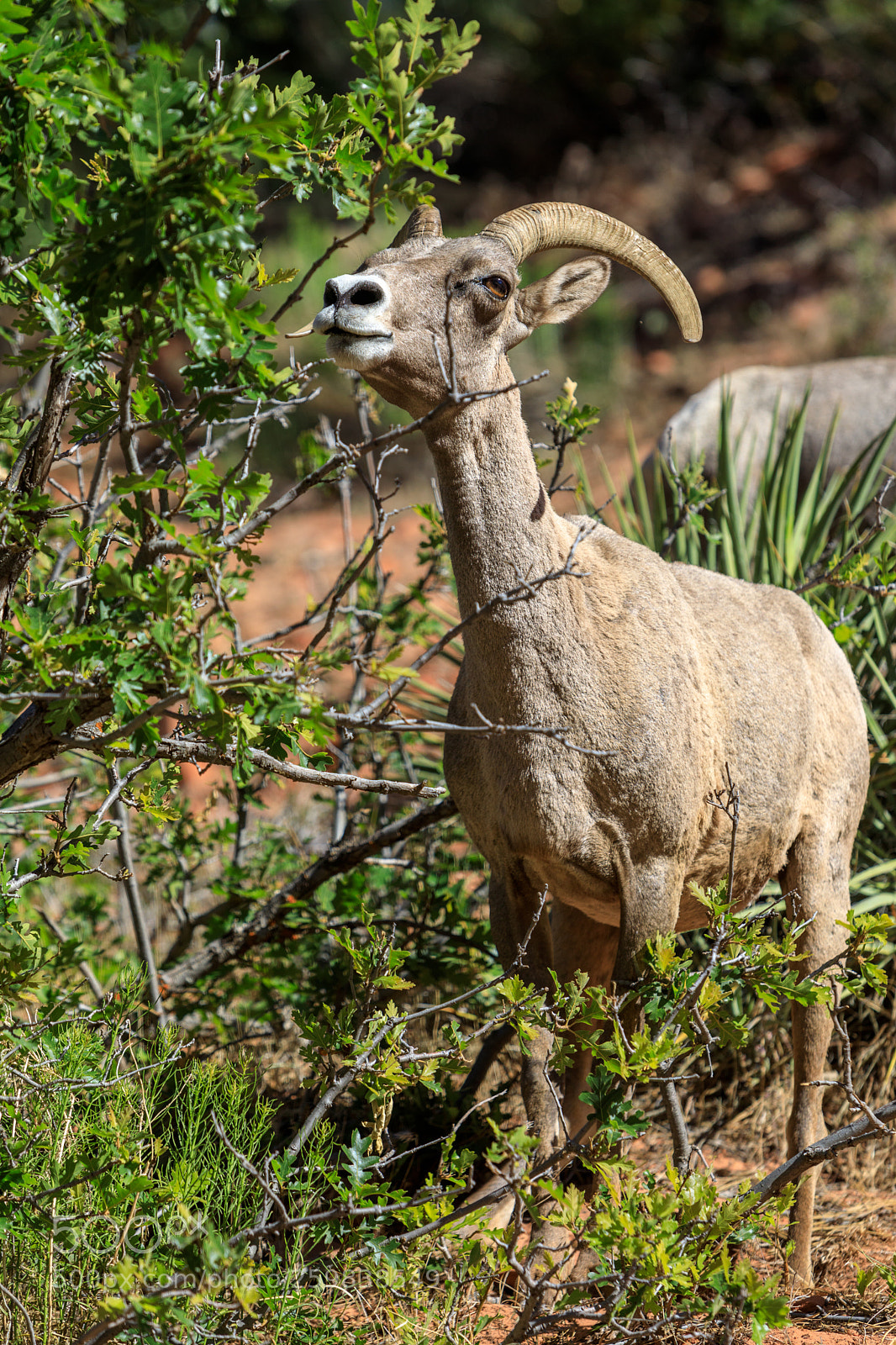 Canon EOS 5D Mark IV sample photo. Zion national park 0663 photography