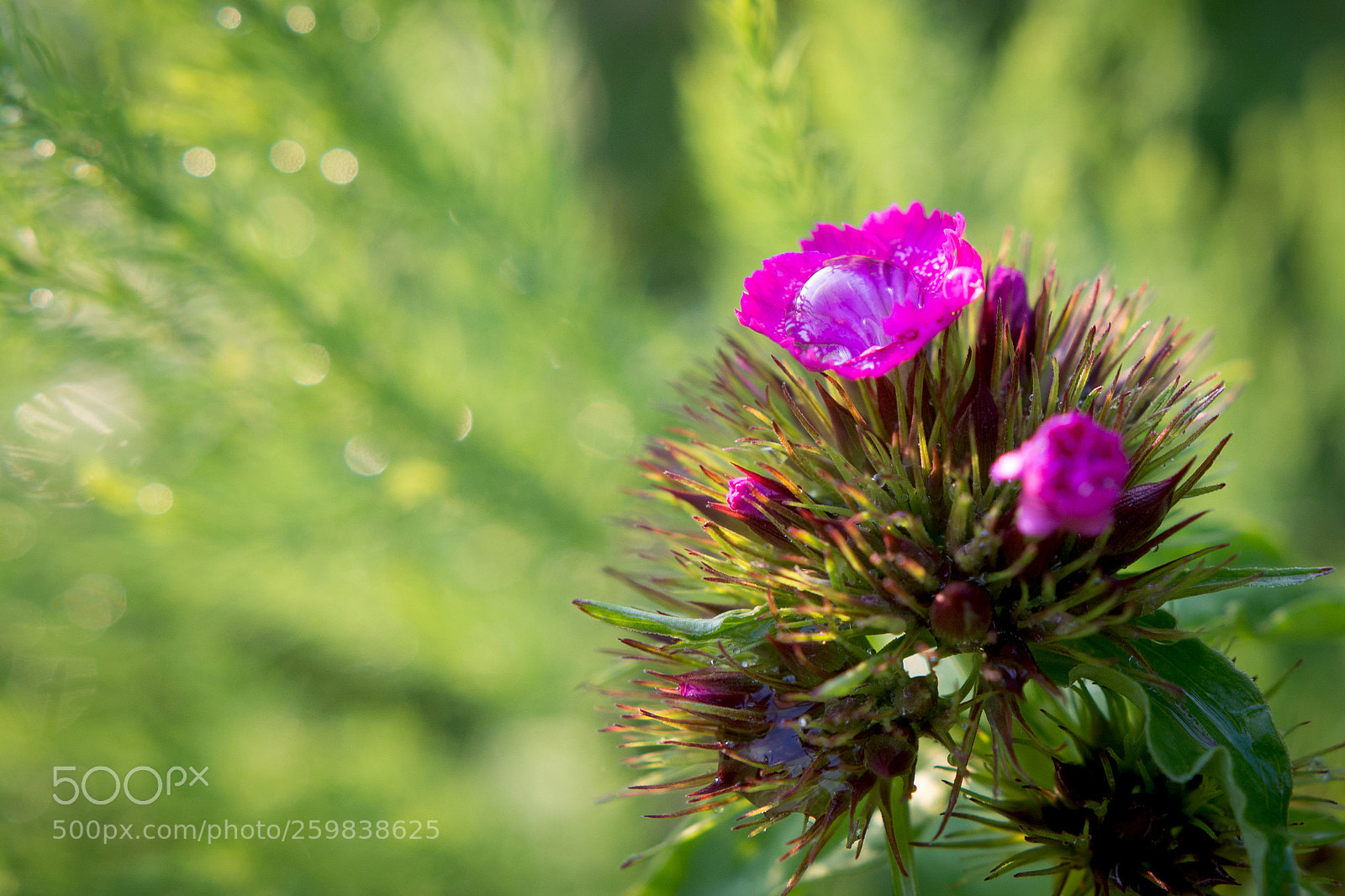 Nikon D7100 sample photo. Pink flower photography