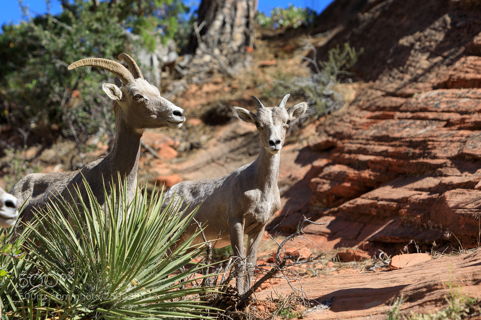Canon EOS 5D Mark IV sample photo. Zion national park 0673 photography
