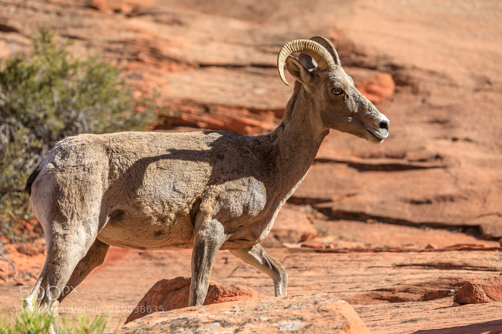 Canon EOS 5D Mark IV sample photo. Zion national park 0694 photography