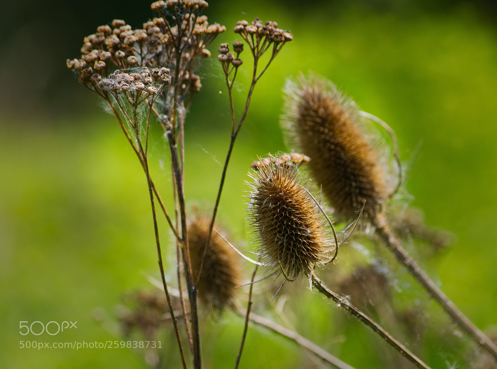 Nikon D5100 sample photo. Teasels at brandon photography