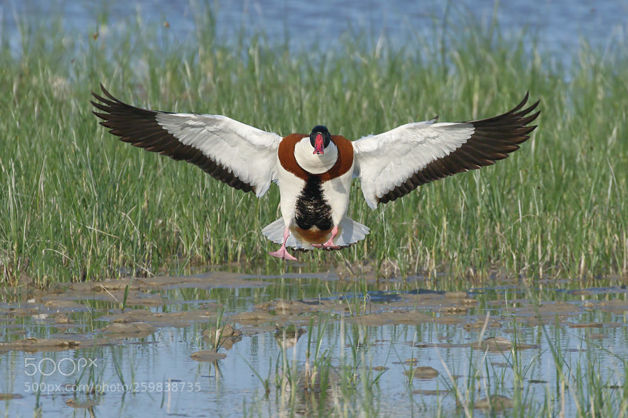 Canon EOS 7D Mark II sample photo. Shelduck photography