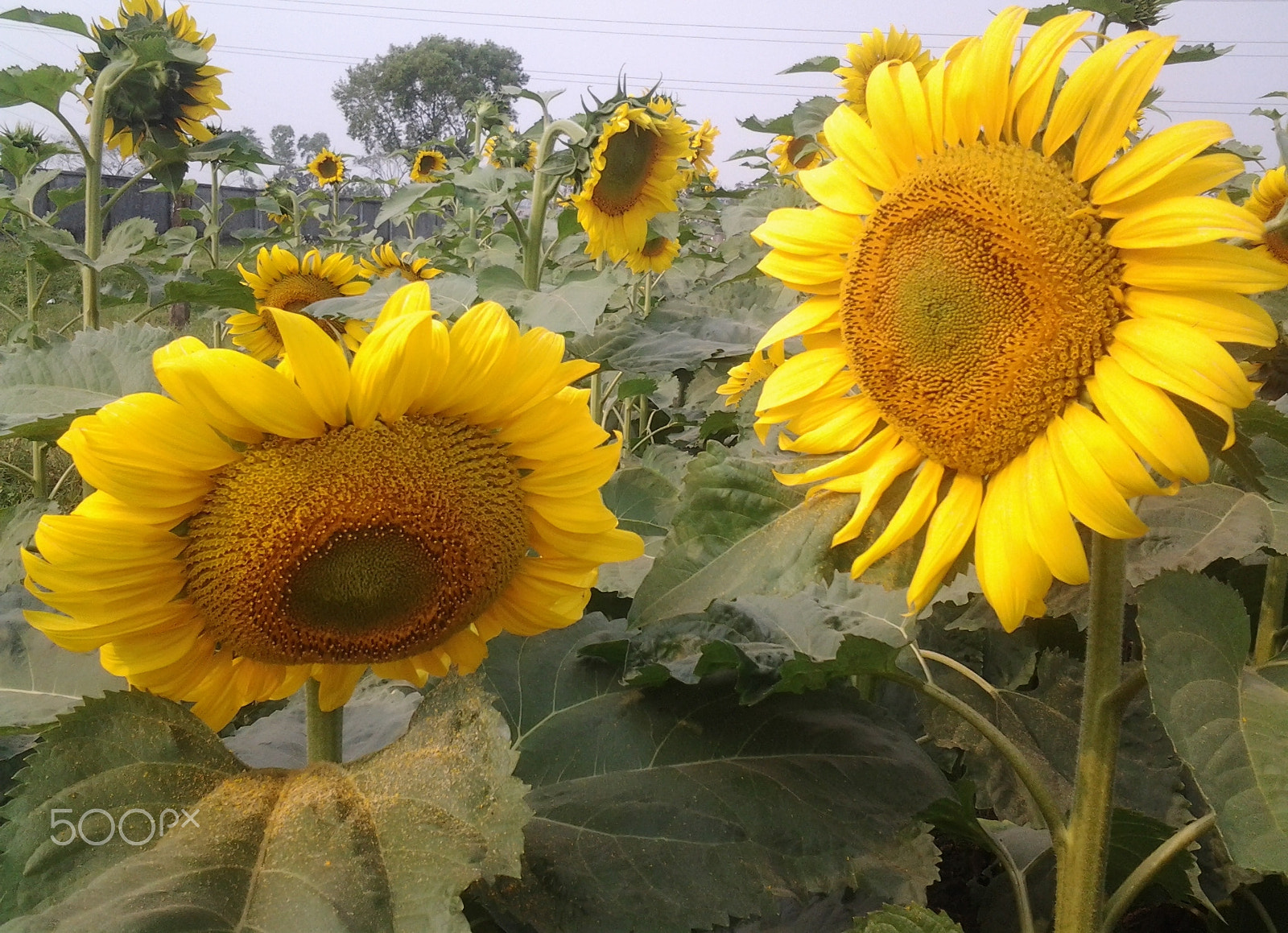 Samsung Galaxy Trend Duos sample photo. Sunflower photography