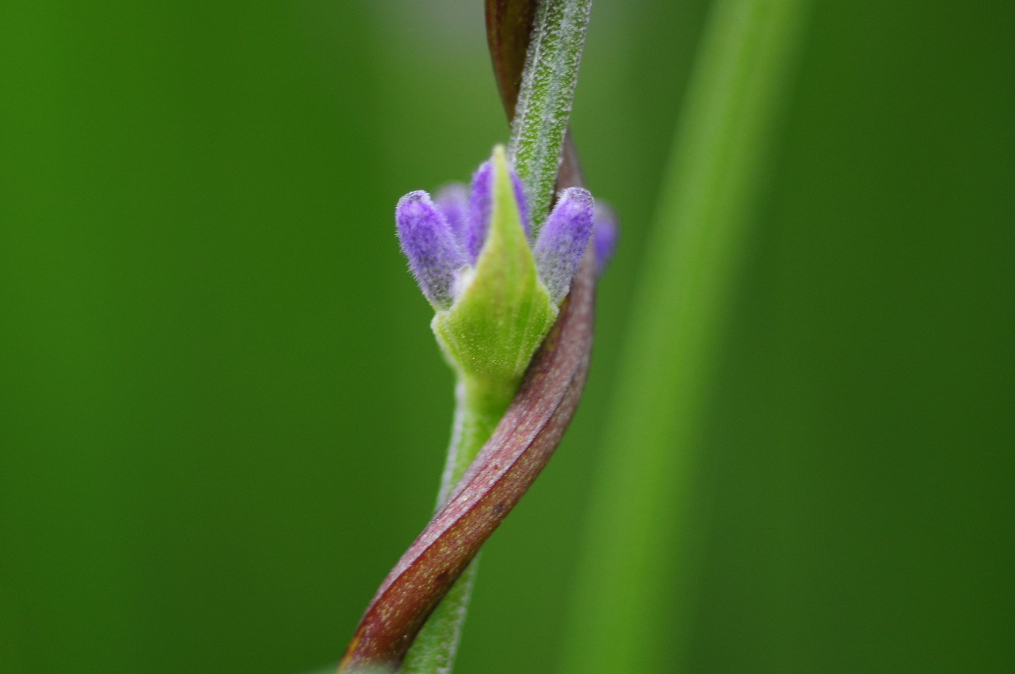 Sigma 105mm F2.8 EX DG Macro sample photo. Liaisons intimes.... photography