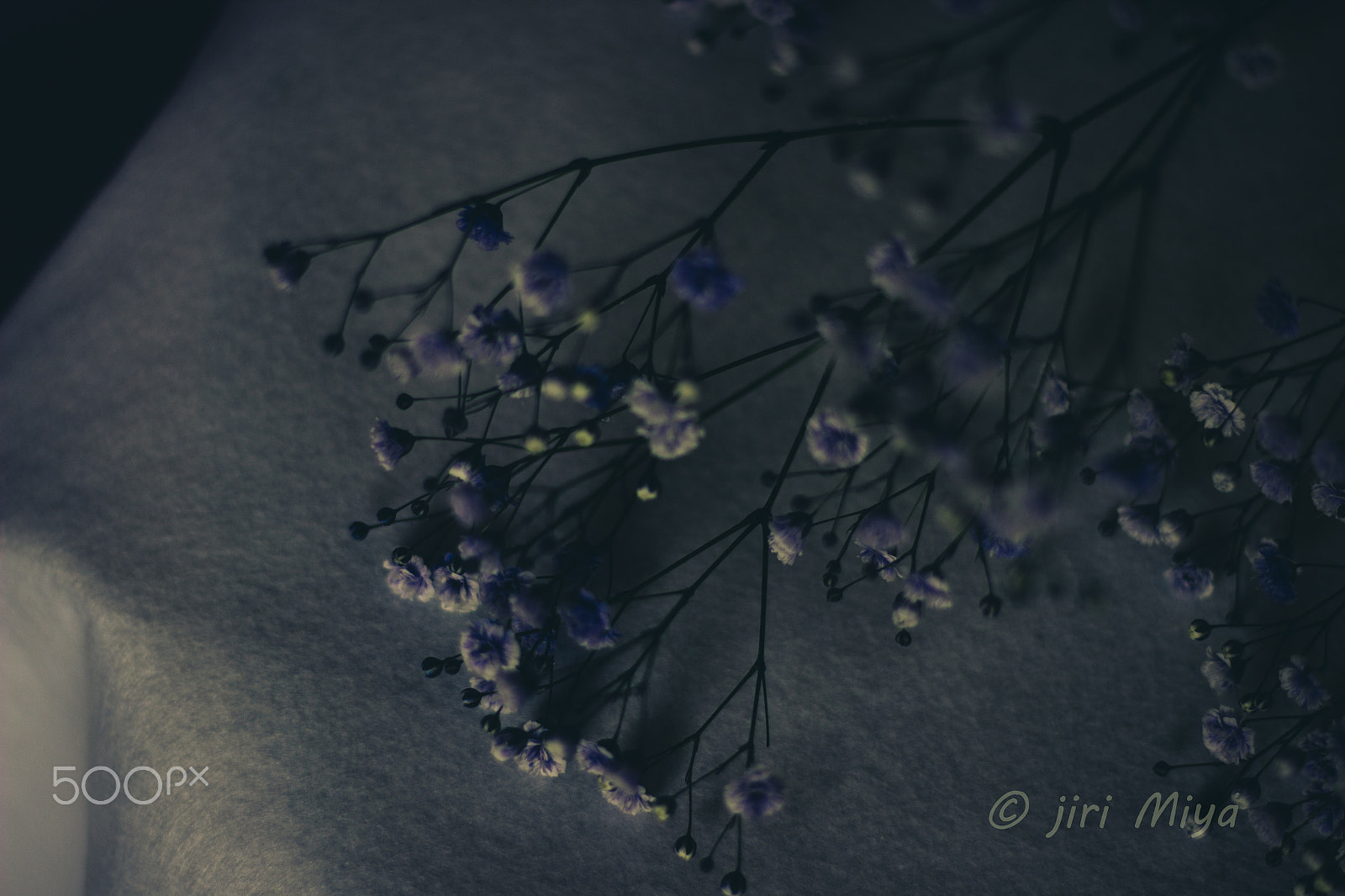 Canon EOS 600D (Rebel EOS T3i / EOS Kiss X5) sample photo. Depth of field photography